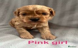 Cavapoo dogs for sale: Gorgeous F1B Cavapoo puppies  - Image 4
