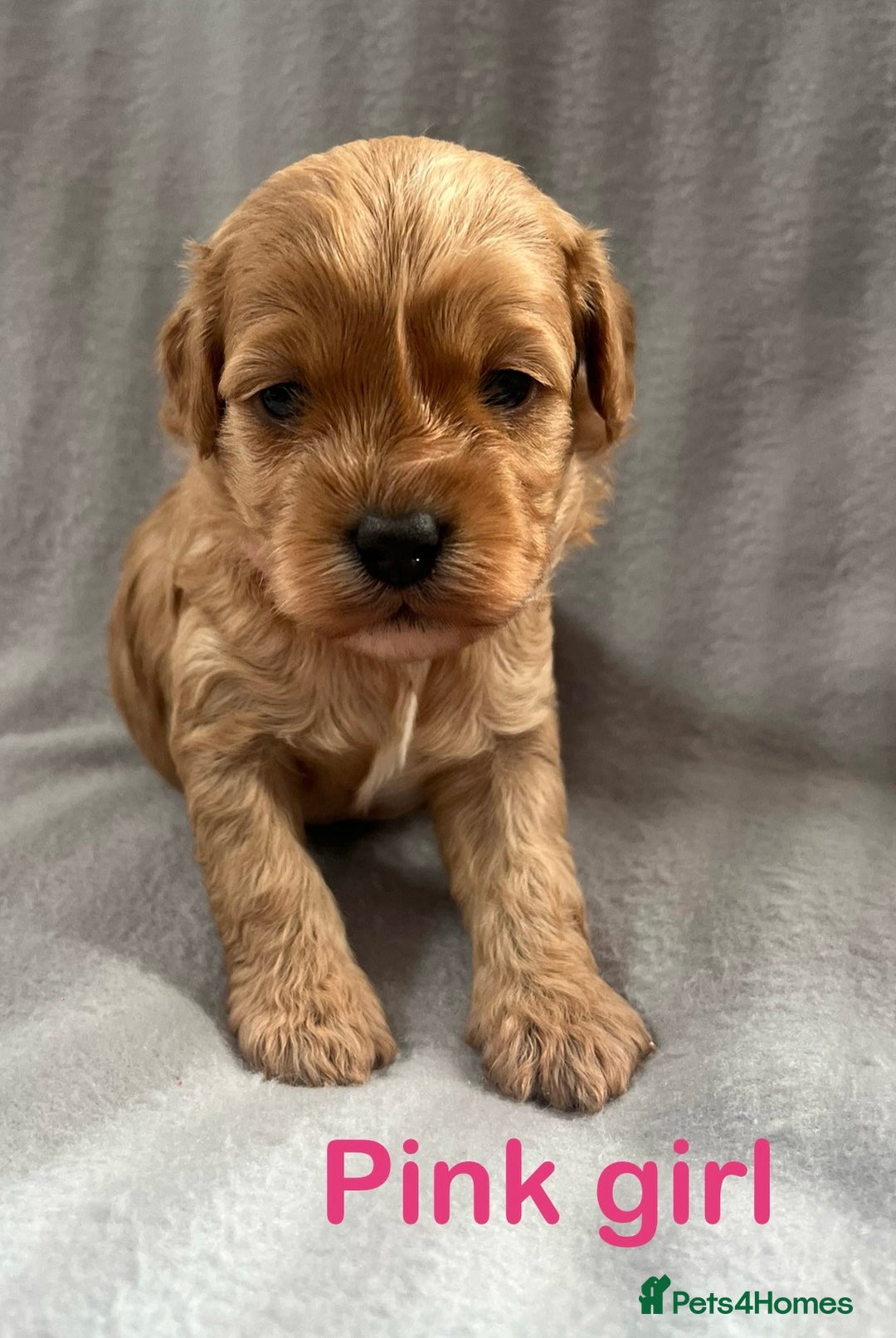 Cavapoo dogs for sale: Gorgeous F1B Cavapoo puppies  - Image 4