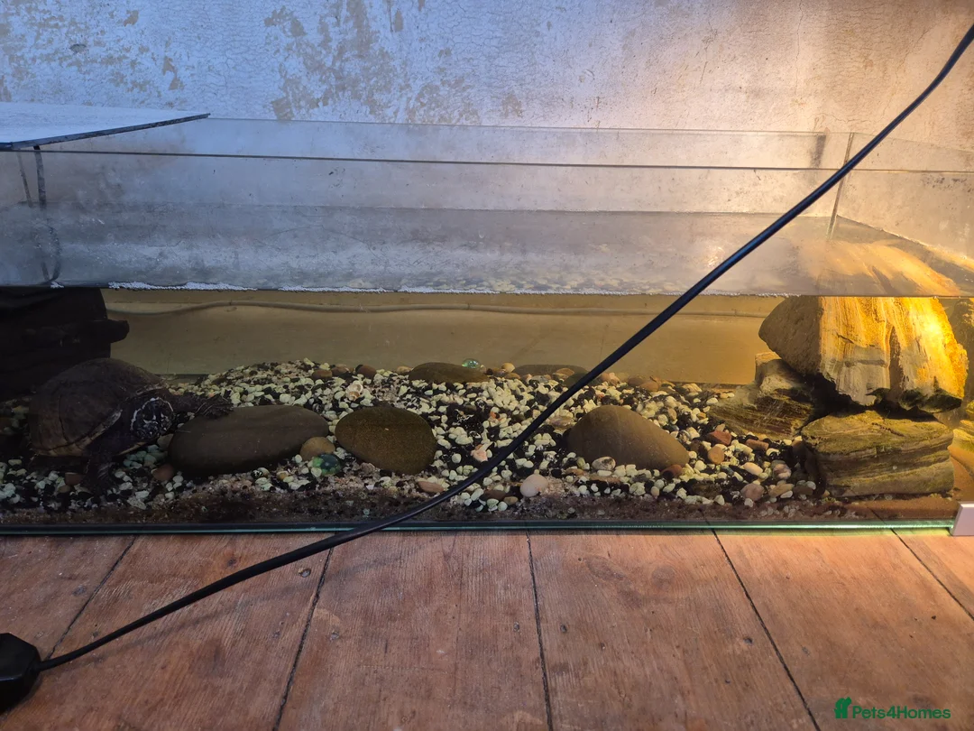 Terrapin reptiles for sale: Musk terrapin and tank for free - Advert 2