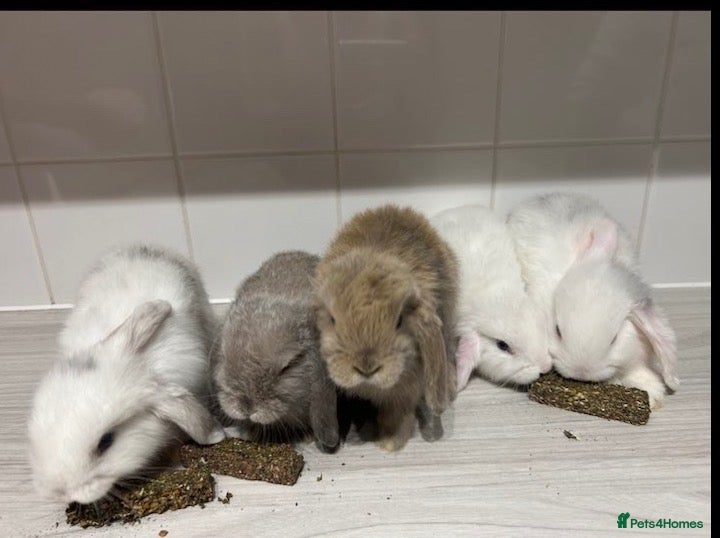 Mini Lop rabbits 🐰5 mini lop Rabbits looking for loving homes🐰 - Advert 1