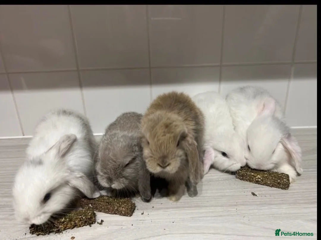 Mini Lop rabbits for sale: 🐰5 mini lop Rabbits looking for loving homes🐰 - Advert 1