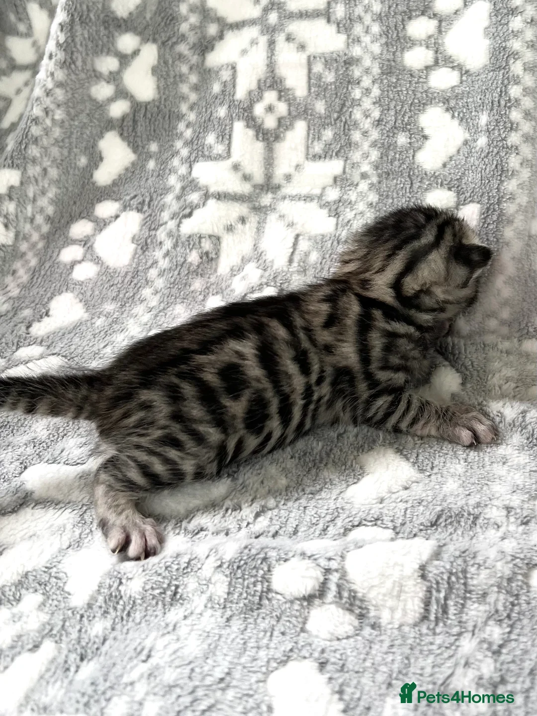 Bengal cats for sale: Top Pedigree Bengal Kittens - Advert 4