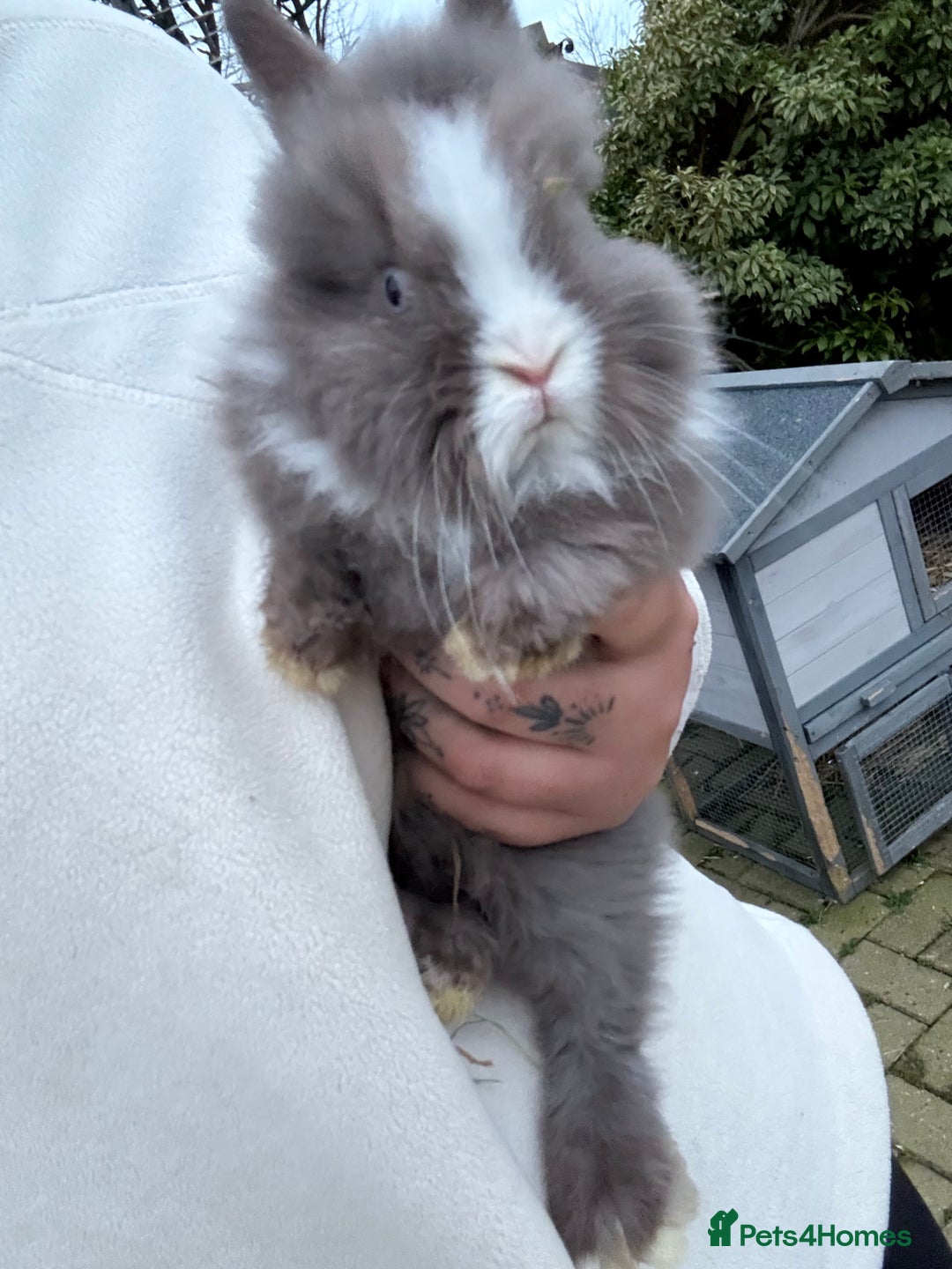 Lionhead rabbits for sale: Lionhead babies - Advert 4