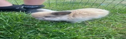 Mini Lop rabbits for sale: Beautiful mini lop rabbits  - Advert 5