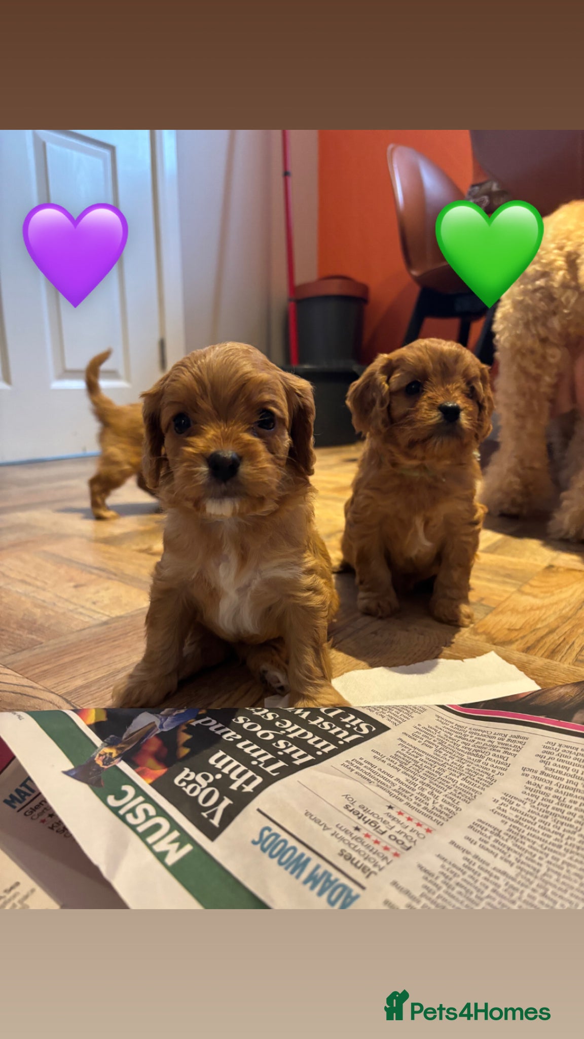 Cavapoo dogs Cavapoo puppies  - Advert 1