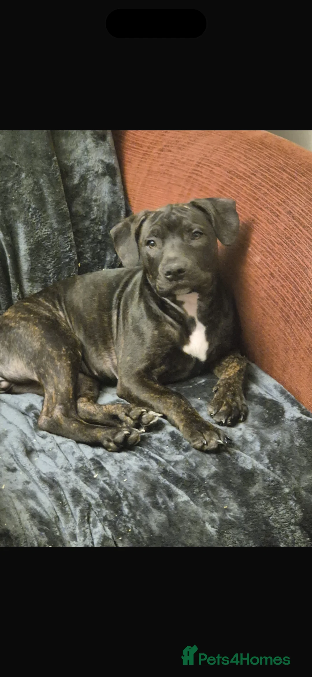 Staffordshire Bull Terrier dogs for sale: Staffy Pups, 2 females  - Advert 2