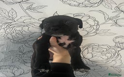 Mixed Breed dogs for sale: Mastiff X Cane Corso Puppies - Image 6