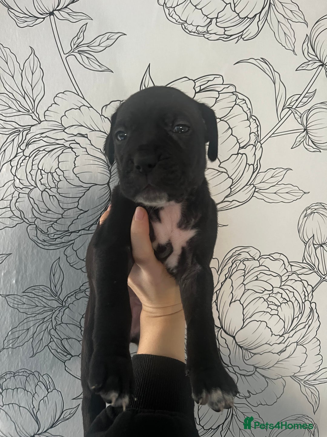 Mixed Breed dogs for sale: Mastiff X Cane Corso Puppies - Image 6