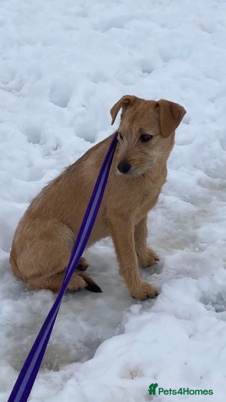 Mixed Breed dogs Luna - Norwich Norfolk  in Norwich - Advert 3