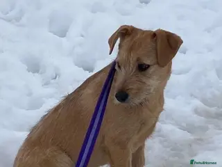 Mixed Breed dogs Luna - Norwich Norfolk in Norwich - Advert 3