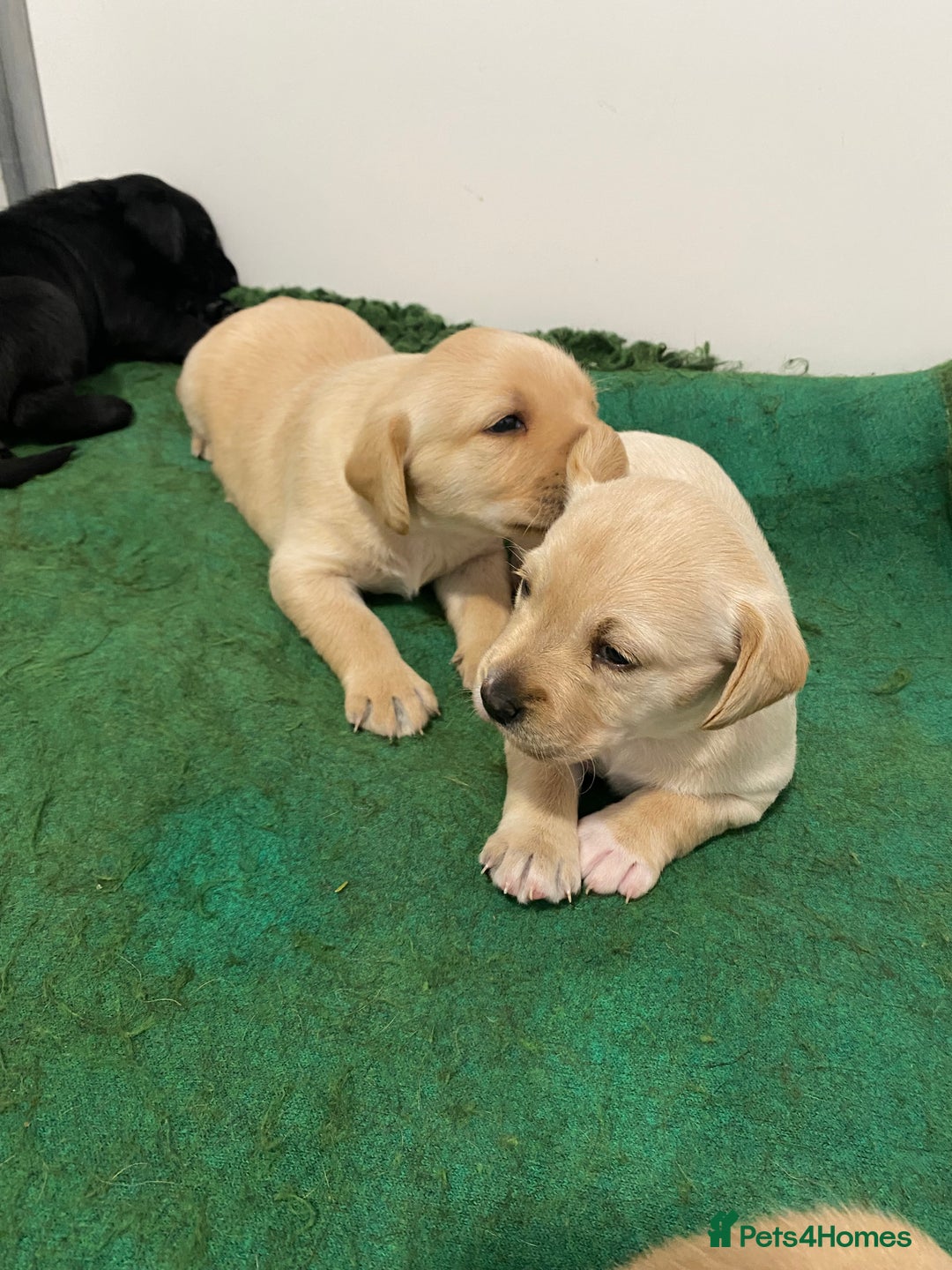 Labrador Retriever dogs for sale: Fabulous Labrador Puppies - Image 7