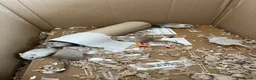 Gerbil rodents for sale: Lovely friendly baby gerbils - lots of colours! - Advert 3