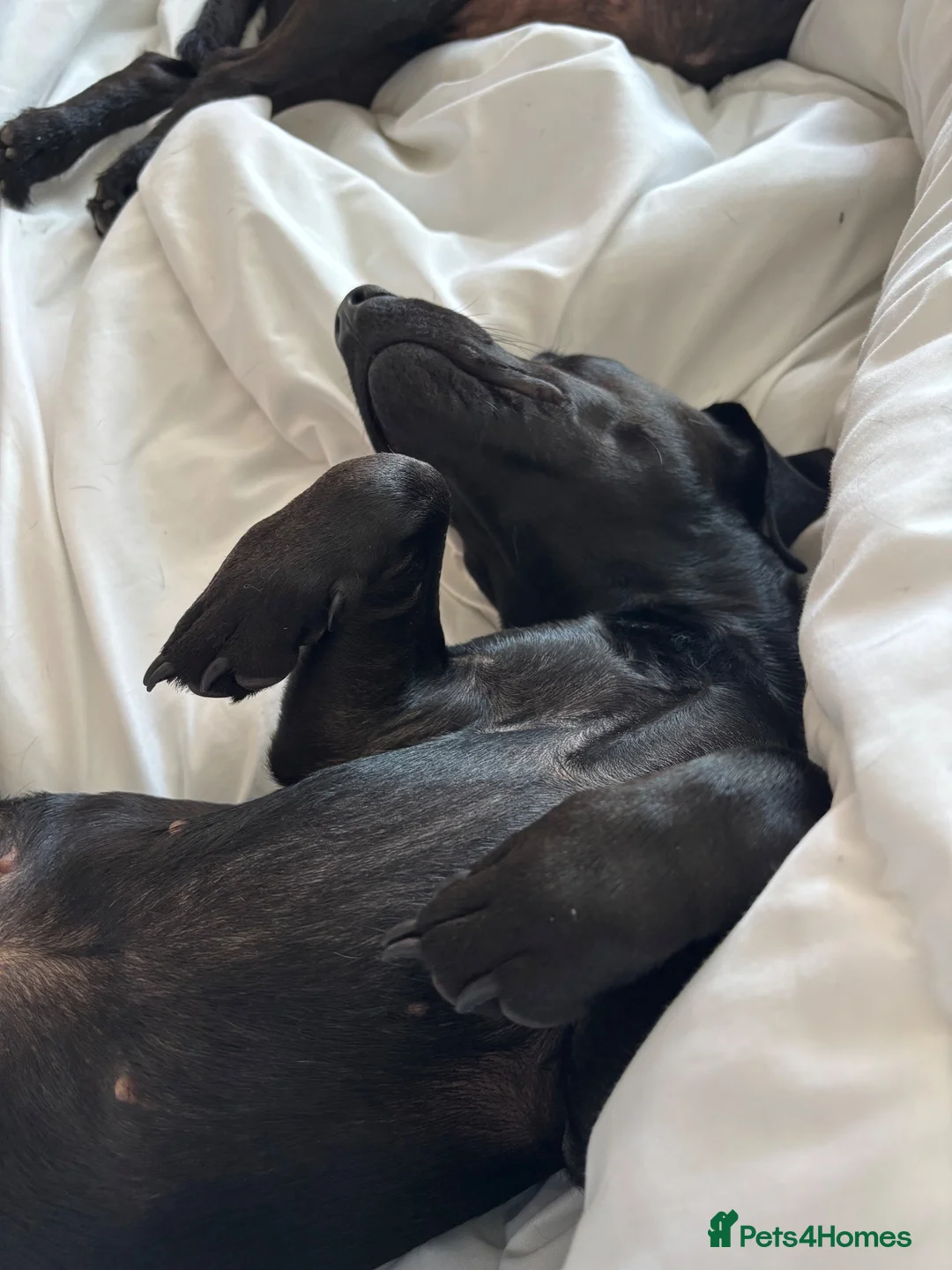Mixed Breed dogs for sale: Handsome dude  - Advert 10