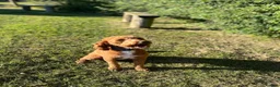 Cockapoo dogs for stud: Proven Cockapoo Stud – 23 Puppies Sired in Solihull - Advert 24