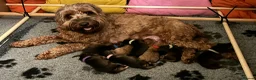 Cockapoo dogs for sale: Stunning  Litter of Cockapoo puppies - Advert 10