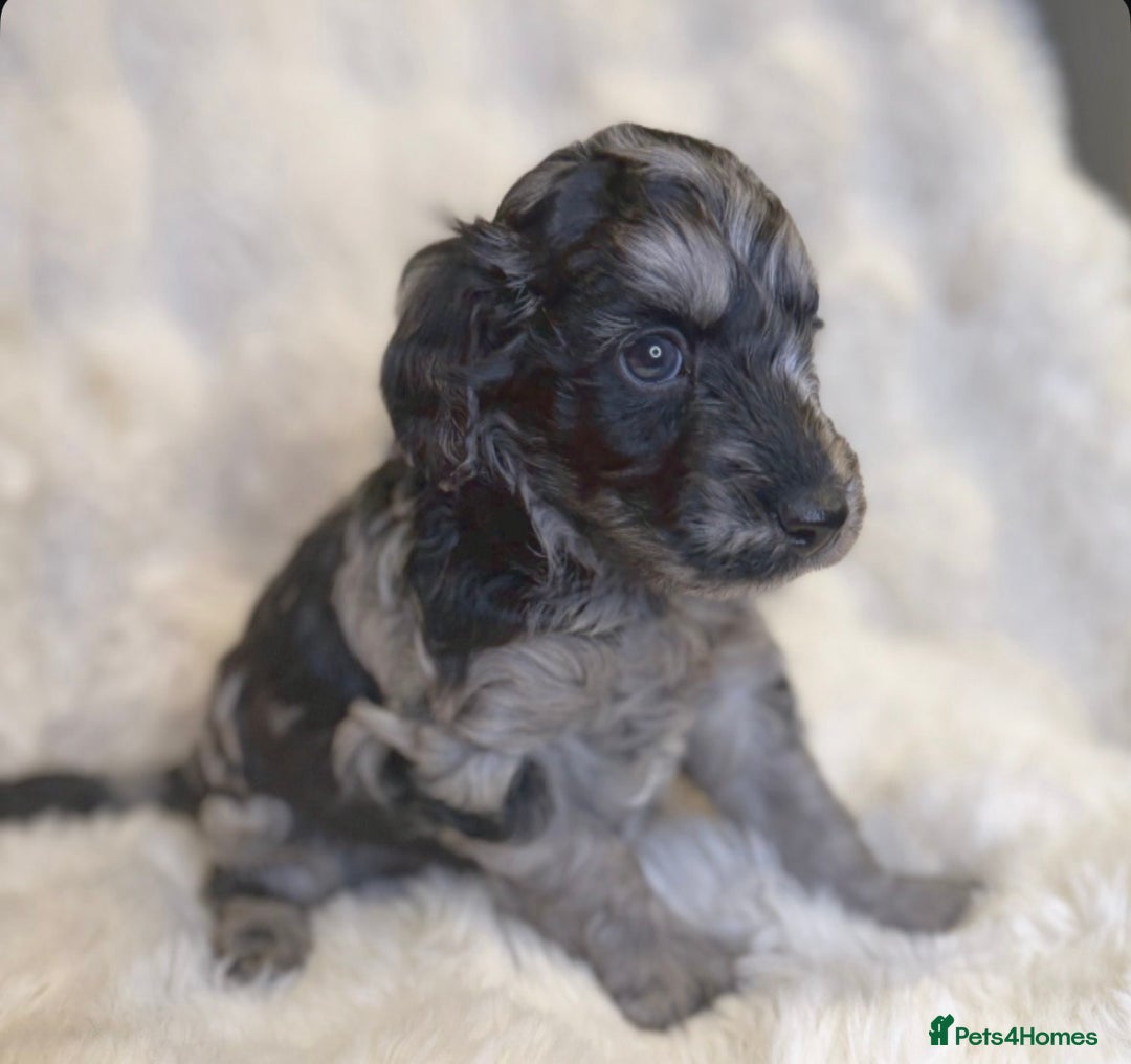 Labradoodle dogs for sale: Stunning merle F1b Labradoodle puppies  - Advert 6