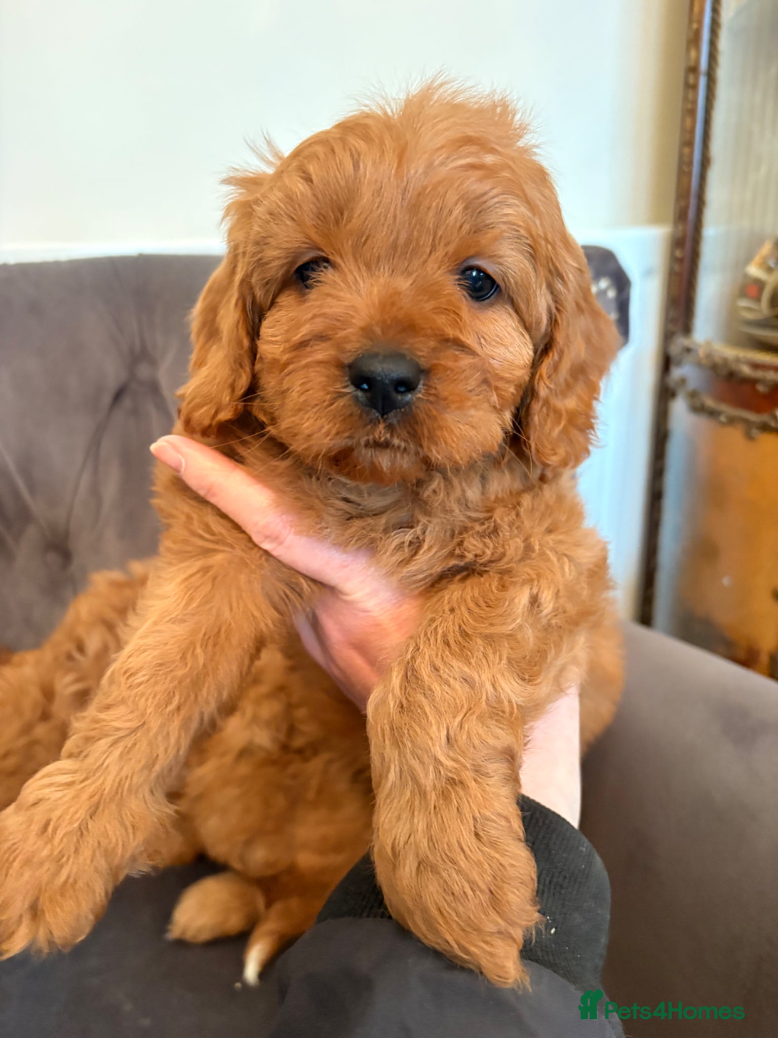 Cavapoo dogs LICENSED BREEDER F1 Cavapoo makes health tested  - Advert 2