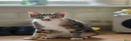 Domestic Shorthair cats for sale: 4 kittens looking for their forever homes 🩷 - Advert 2