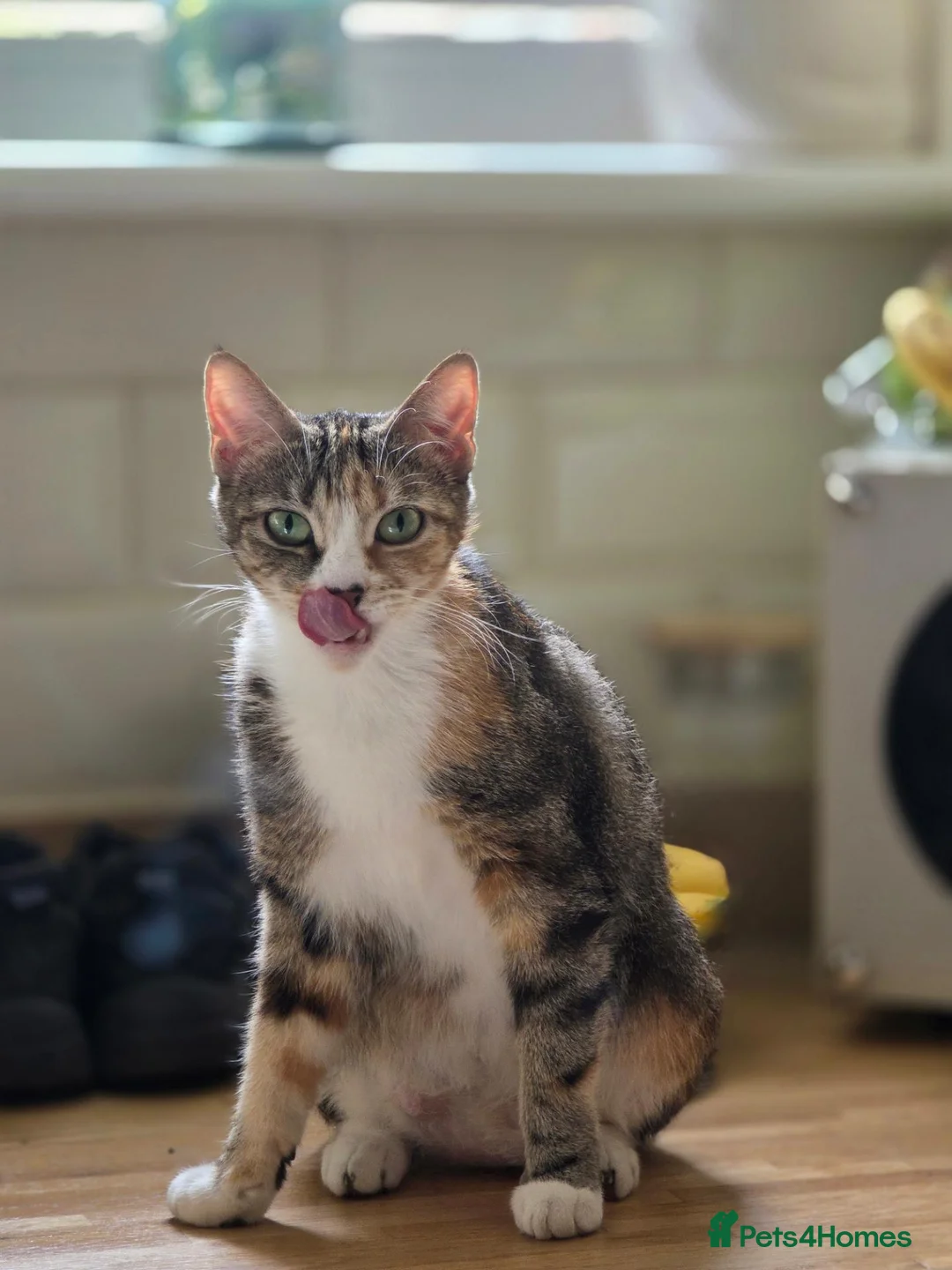 Domestic Shorthair cats for sale: 4 kittens looking for their forever homes 🩷 - Advert 2