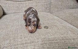 Miniature Dachshund dogs for sale: Miniature dachshund Puppies  - Advert 3
