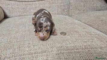 Miniature Dachshund dogs Miniature dachshund Puppies - Advert 16