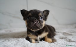 French Bulldog dogs for sale: Exceptional Fluffy French Bulldog Puppies - Image 6