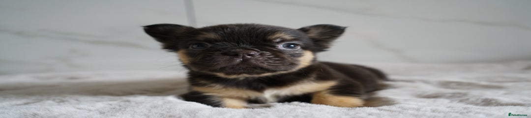 Chocolate & Tan Visual Fluffy Girl