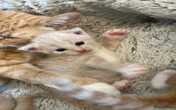 Mixed Breed cats for sale: British mixed breed - Image 9