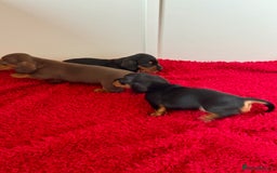 Dachshund dogs for sale: Mini dachshund puppies, PRA clear, health tested - Image 15
