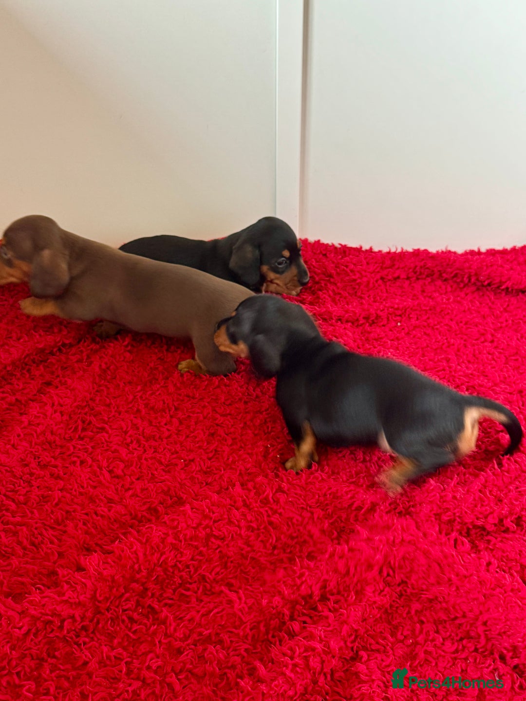 Dachshund dogs for sale: Mini dachshund puppies, PRA clear, health tested - Image 15