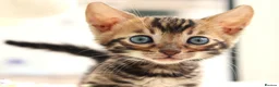 Bengal cats for sale: CUTE BROWN BENGAL MALE KITTENS - Advert 21