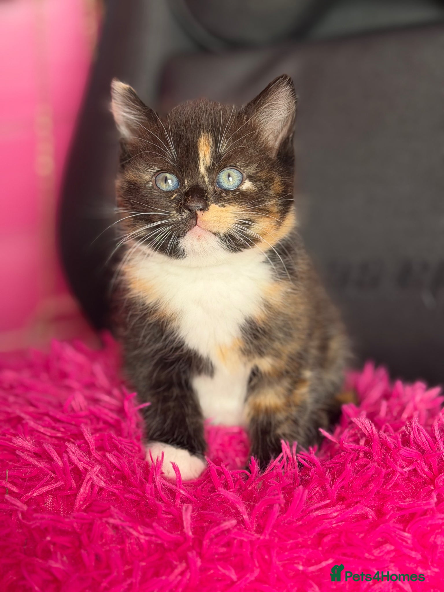 Mixed Breed cats Kittens for sale  - Advert 17