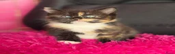 Mixed Breed cats for sale: Kittens for sale  - Advert 1