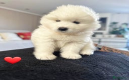 Samoyed dogs for sale: Samoyed puppies KC Registered Champions Bloodline  - Image 13