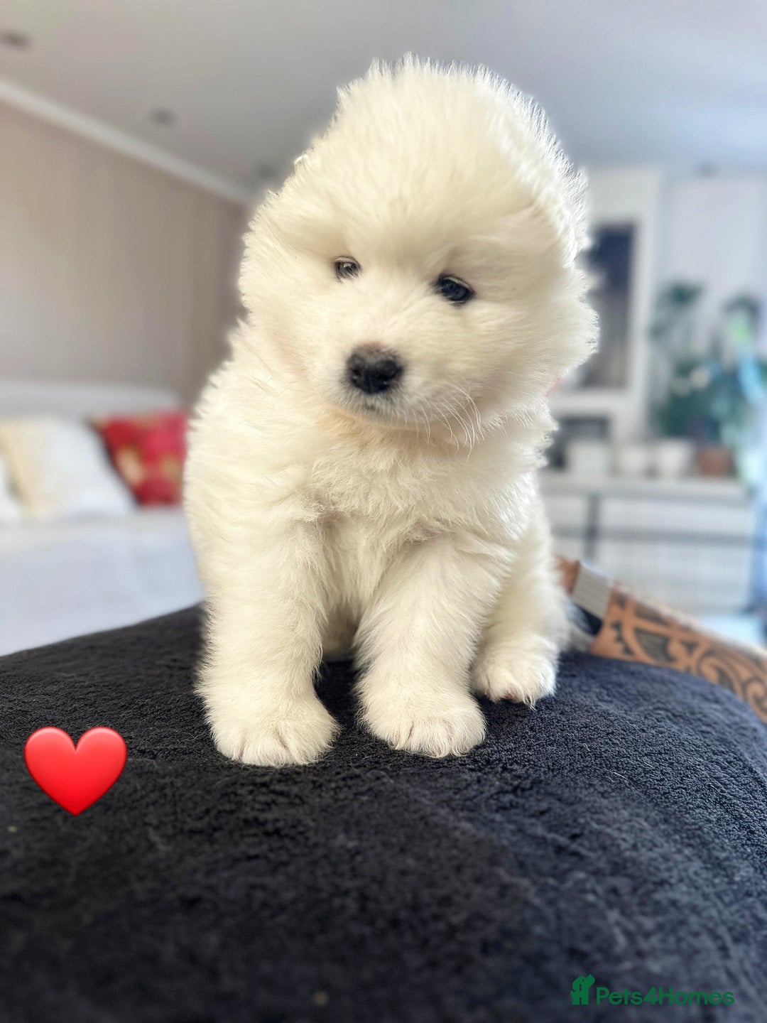 Samoyed dogs for sale: Samoyed puppies KC Registered Champions Bloodline  - Image 13