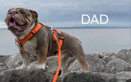 English Bulldog dogs for sale: English bulldog pups  - Image 7