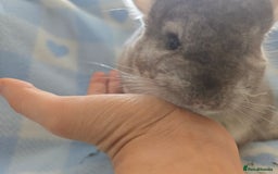 Chinchilla rodents for sale: Young adult and baby chinchillas RPA/RPAC - Image 19