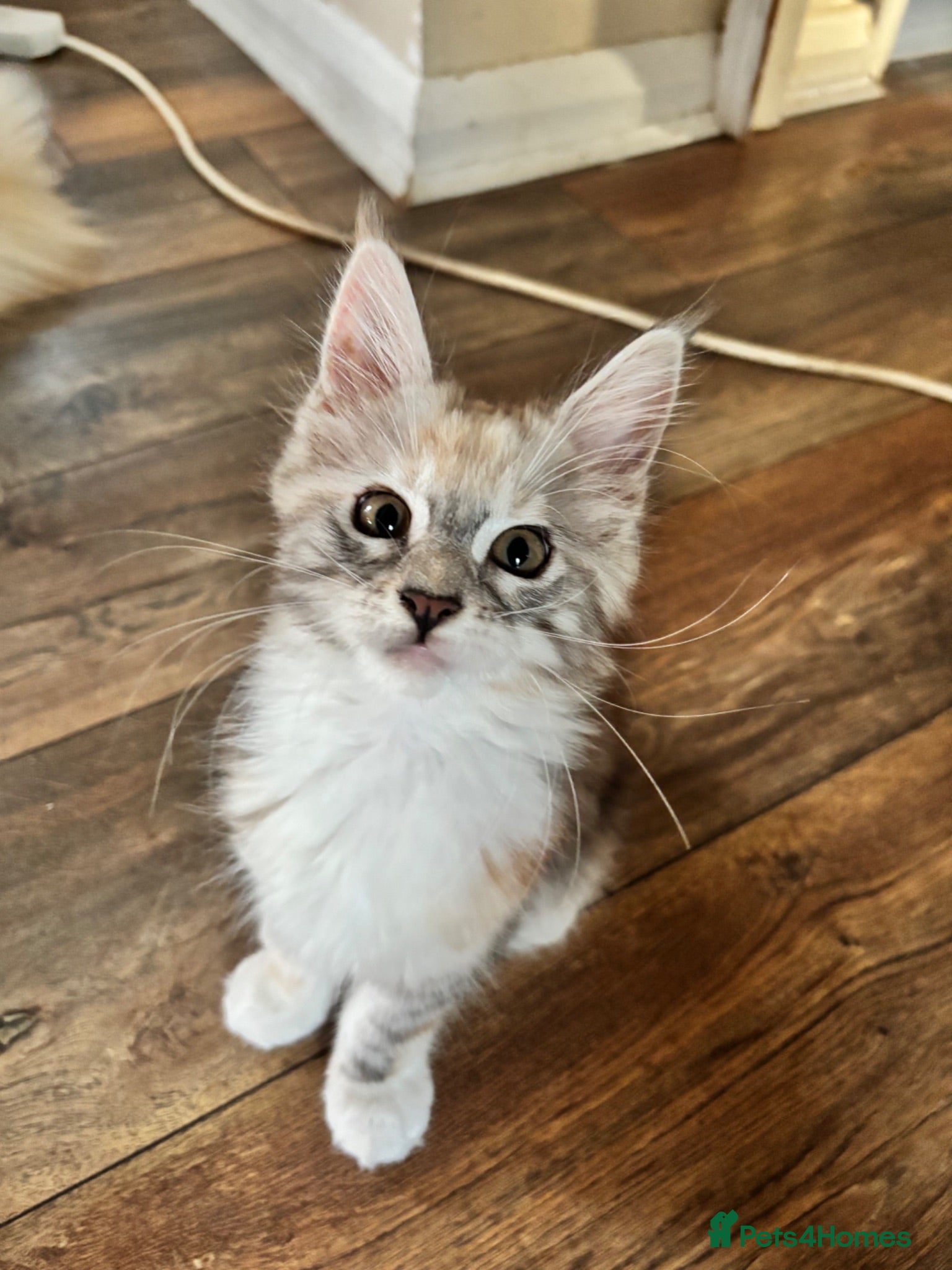 Maine Coon cats Last available kitten  - Advert 2