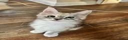 Maine Coon cats for sale: Last available kitten  - Advert 1