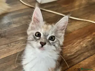 Maine Coon cats Last available kitten - Advert 2