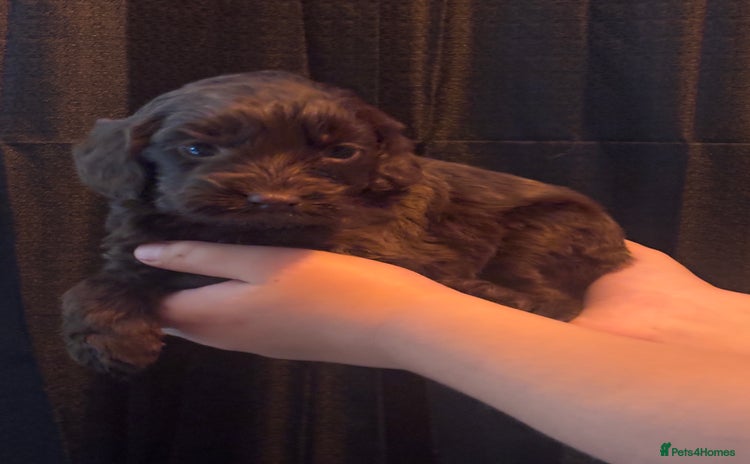 Cockapoo dogs - Advert 1