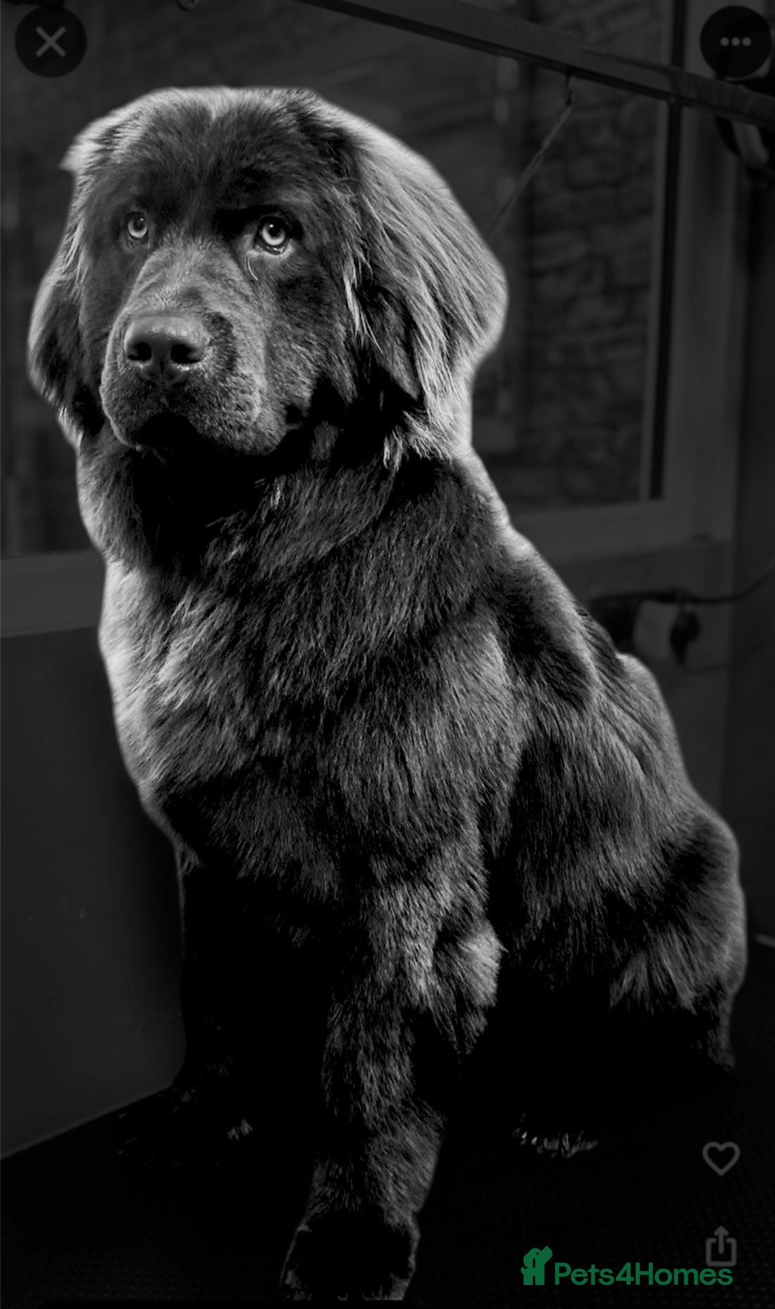 Newfoundland dogs for sale: Expected Newfoundland Pups Register Your Interest - Advert 9