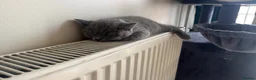 British Shorthair cats for sale: Baby Kittens British Shorthair in Gravesend - Advert 25