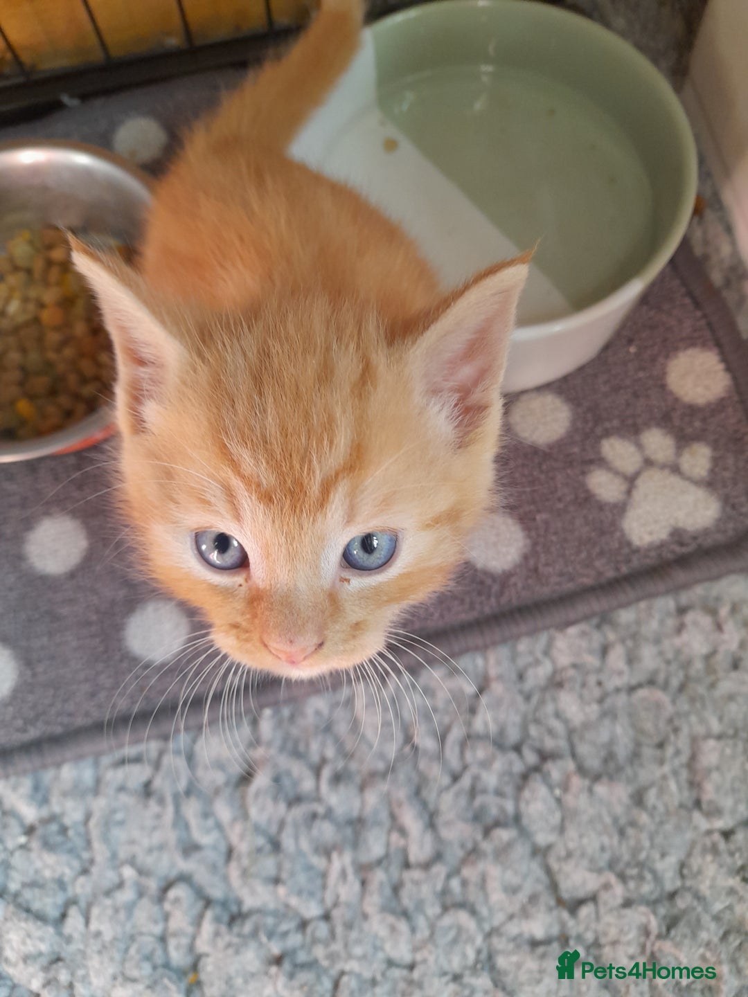 Mixed Breed cats for sale: Gorgeous Ragamuffin x kittens. - Image 11