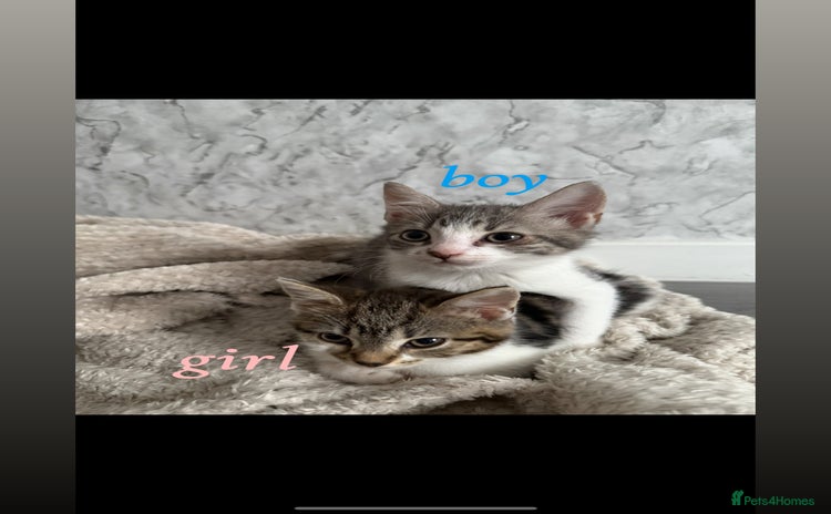 Mixed Breed cats - Advert 15