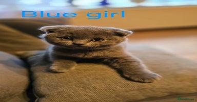 British Shorthair cats - Advert 10