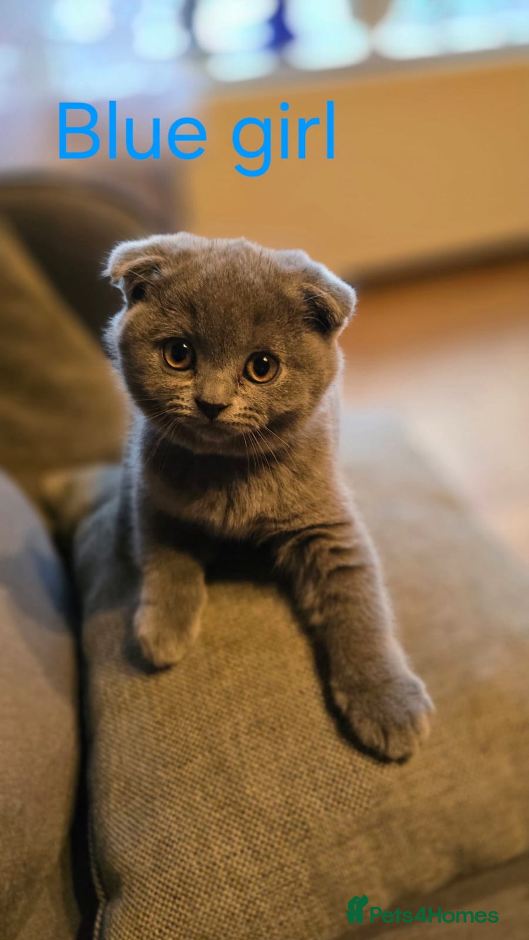 British Shorthair cats for sale: British shorthair kittens  - Image 3