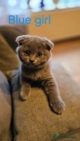 British Shorthair cats - Advert 10