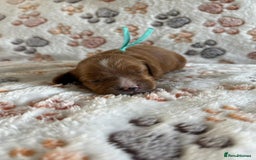 Mixed Breed dogs for sale: Adorable Cavapoochon x Cavapoo Puppies  - Image 7