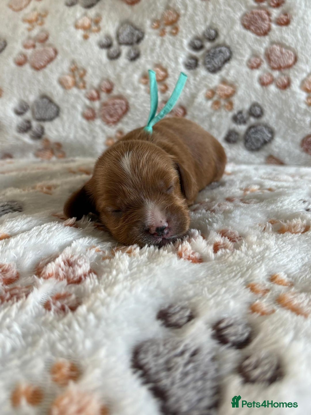 Mixed Breed dogs for sale: Adorable Cavapoochon x Cavapoo Puppies  - Image 7